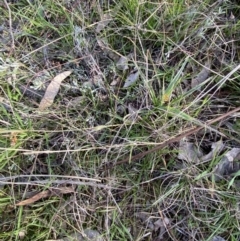 Luzula meridionalis at Red Hill, ACT - 25 Aug 2023