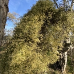 Clematis leptophylla at Deakin, ACT - 25 Aug 2023