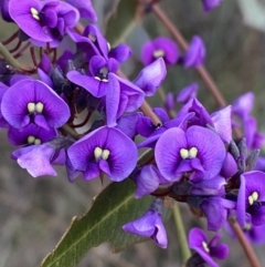 Hardenbergia violacea (False Sarsaparilla) at Deakin, ACT - 25 Aug 2023 by Tapirlord