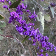 Hardenbergia violacea at Deakin, ACT - 25 Aug 2023 03:57 PM