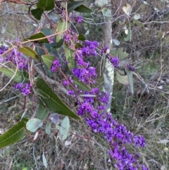 Hardenbergia violacea at Deakin, ACT - 25 Aug 2023 03:57 PM