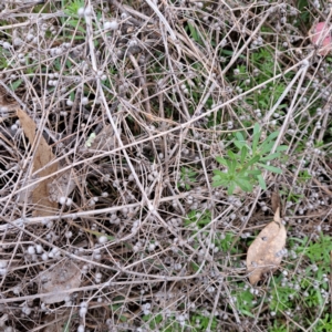 Galium aparine at Watson, ACT - 28 Aug 2023