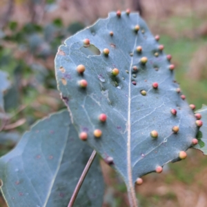 Ophelimus maskellii at Watson, ACT - 28 Aug 2023