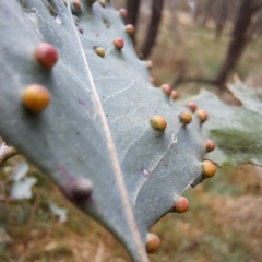 Ophelimus maskellii at Watson, ACT - 28 Aug 2023 10:41 AM