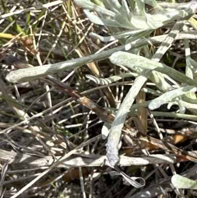 Pseudognaphalium luteoalbum (Jersey Cudweed) at Wollumboola, NSW - 28 Aug 2023 by lbradleyKV