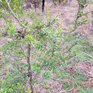 Bursaria spinosa subsp. spinosa at Watson, ACT - 28 Aug 2023