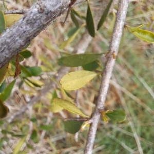 Bursaria spinosa subsp. spinosa at Watson, ACT - 28 Aug 2023 11:42 AM