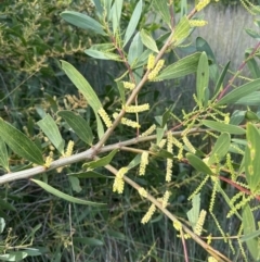 Acacia longifolia subsp. sophorae (Coast Wattle) at Wollumboola, NSW - 28 Aug 2023 by lbradleyKV