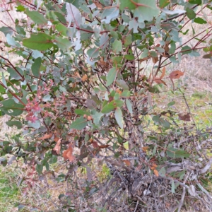 Eucalyptus aggregata at Watson, ACT - 28 Aug 2023