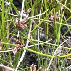 Schoenus nitens (Shiny Bog-rush) at Culburra Beach, NSW - 28 Aug 2023 by lbradleyKV