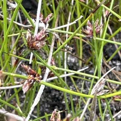 Schoenus nitens (Shiny Bog-rush) at Culburra Beach, NSW - 28 Aug 2023 by lbradleyKV