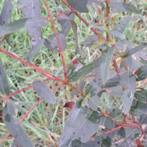 Eucalyptus aggregata at Watson, ACT - 28 Aug 2023 10:47 AM