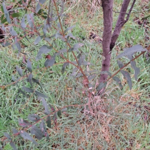 Eucalyptus aggregata at Watson, ACT - 28 Aug 2023