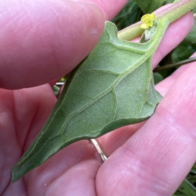 Tetragonia tetragonoides (Native Spinach, New Zealand Spinach) at Culburra Beach, NSW - 28 Aug 2023 by lbradley
