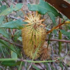 Banksia paludosa (Swamp Banksia) at Vincentia, NSW - 8 Jun 2023 by RobG1