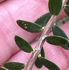 Monotoca elliptica (Tree Broom-heath) at Culburra Beach, NSW - 28 Aug 2023 by lbradley