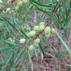 Persoonia linearis (Narrow-leaved Geebung) at Huskisson, NSW - 8 Jun 2023 by RobG1