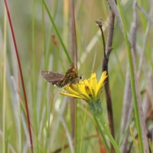 Atkinsia dominula at Rendezvous Creek, ACT - suppressed