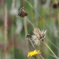 Atkinsia dominula at Rendezvous Creek, ACT - suppressed