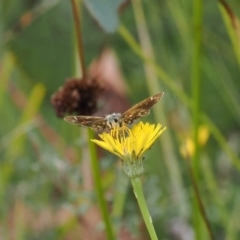 Atkinsia dominula at Rendezvous Creek, ACT - suppressed