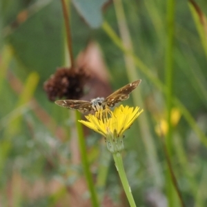 Atkinsia dominula at Rendezvous Creek, ACT - suppressed