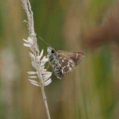 Atkinsia dominula at Rendezvous Creek, ACT - suppressed