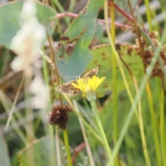 Atkinsia dominula at Rendezvous Creek, ACT - suppressed