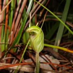 Pterostylis concinna (Trim Greenhood) at Vincentia, NSW - 8 Jun 2023 by RobG1
