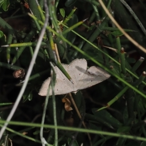 Casbia ochthadia at Rendezvous Creek, ACT - 26 Mar 2023