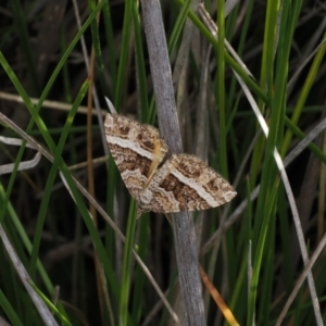 Chrysolarentia vicissata at Rendezvous Creek, ACT - 26 Mar 2023