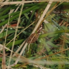 Chrysolarentia vicissata at Rendezvous Creek, ACT - 26 Mar 2023