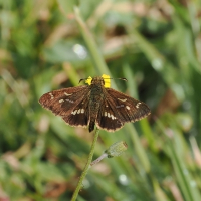 Dispar compacta (Barred Skipper) at Rendezvous Creek, ACT - 26 Mar 2023 by RAllen