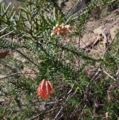 Grevillea juniperina subsp. fortis (Grevillea) at Wallaroo, NSW - 28 Aug 2023 by Ange