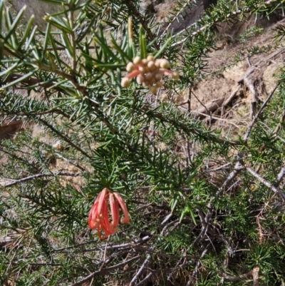 Grevillea juniperina subsp. fortis (Grevillea) at Wallaroo, NSW - 28 Aug 2023 by Ange