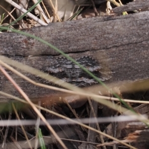 Chrysolarentia severata at Rendezvous Creek, ACT - 26 Mar 2023 03:40 PM