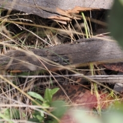 Chrysolarentia severata at Rendezvous Creek, ACT - 26 Mar 2023 03:40 PM