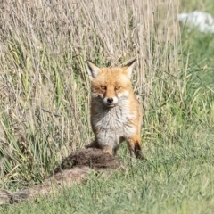 Vulpes vulpes (Red Fox) at Macnamara, ACT - 28 Aug 2023 by Roger