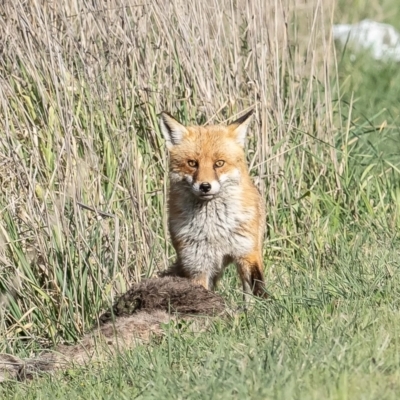 Vulpes vulpes (Red Fox) at Macnamara, ACT - 28 Aug 2023 by Roger