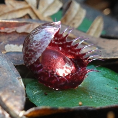 Corysanthes fimbriata (Fringed Helmet Orchid) at Berry, NSW - 9 Jun 2023 by RobG1