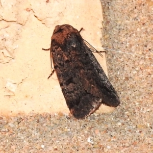 Thoracolopha (genus) at Wanniassa, ACT - 26 Aug 2023