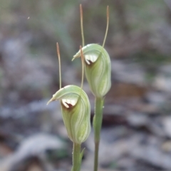 Pterostylis concinna (Trim Greenhood) at Callala Beach, NSW - 9 Jun 2023 by RobG1