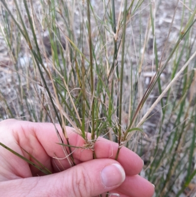 Austrostipa verticillata (Slender Bamboo Grass) at Macquarie, ACT - 28 Aug 2023 by rangerstacey