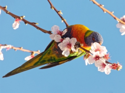 Trichoglossus moluccanus (Rainbow Lorikeet) at Downer, ACT - 28 Aug 2023 by RobertD