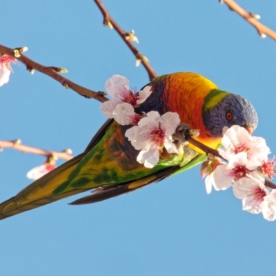 Trichoglossus moluccanus (Rainbow Lorikeet) at Downer, ACT - 28 Aug 2023 by RobertD