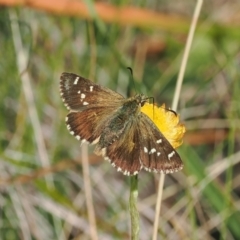 Atkinsia dominula (Two-brand grass-skipper) at Rendezvous Creek, ACT - 26 Mar 2023 by RAllen