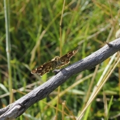 Atkinsia dominula at Rendezvous Creek, ACT - suppressed