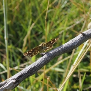 Atkinsia dominula at Rendezvous Creek, ACT - 26 Mar 2023