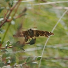 Atkinsia dominula at Rendezvous Creek, ACT - suppressed