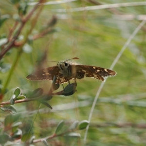 Atkinsia dominula at Rendezvous Creek, ACT - suppressed