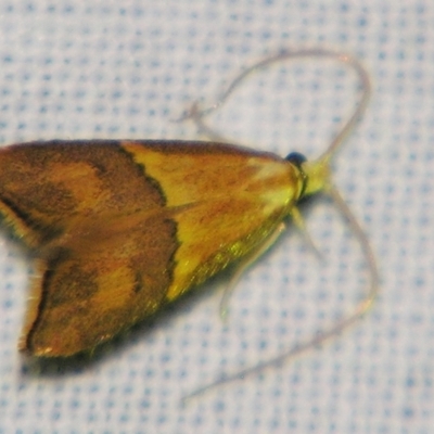 Crocanthes prasinopis (A Curved -horn moth) at Sheldon, QLD - 27 Jul 2007 by PJH123